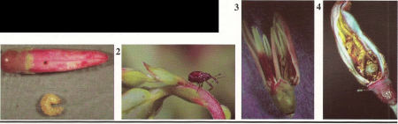 1) Females make a hole in flower buds into which an egg is inserted and the larva (shown here removed from a bud for the photo)feeds enclosed within the flower bud; 2) The adult cranberry weevil; 3) Flower bud cut open to reveal egg inside; 4) Flower bud cut open to reveal larva inside.