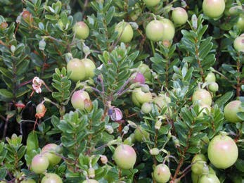 Pinheads and sizing green fruit, Stevens shown. 