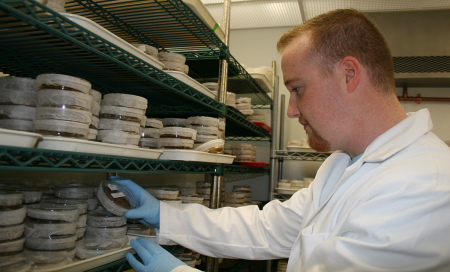 Paul Travers conducts research in Plant Cell Culture Library