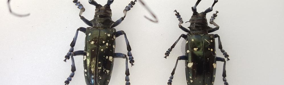 asian longhorned beetle specimens