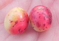 Two fruit with superficial fruit scars caused by fungicide phytotoxicity.