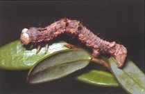 One of the several unidentified species of cranberry spanworm larva.