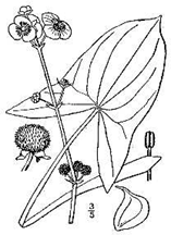 Diagram of Arrowhead