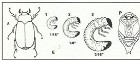 life stages of a typical white grub. The cranberry white grub is shown here, with the three larval instars to its right.