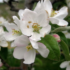McIntosh Apple Bloom