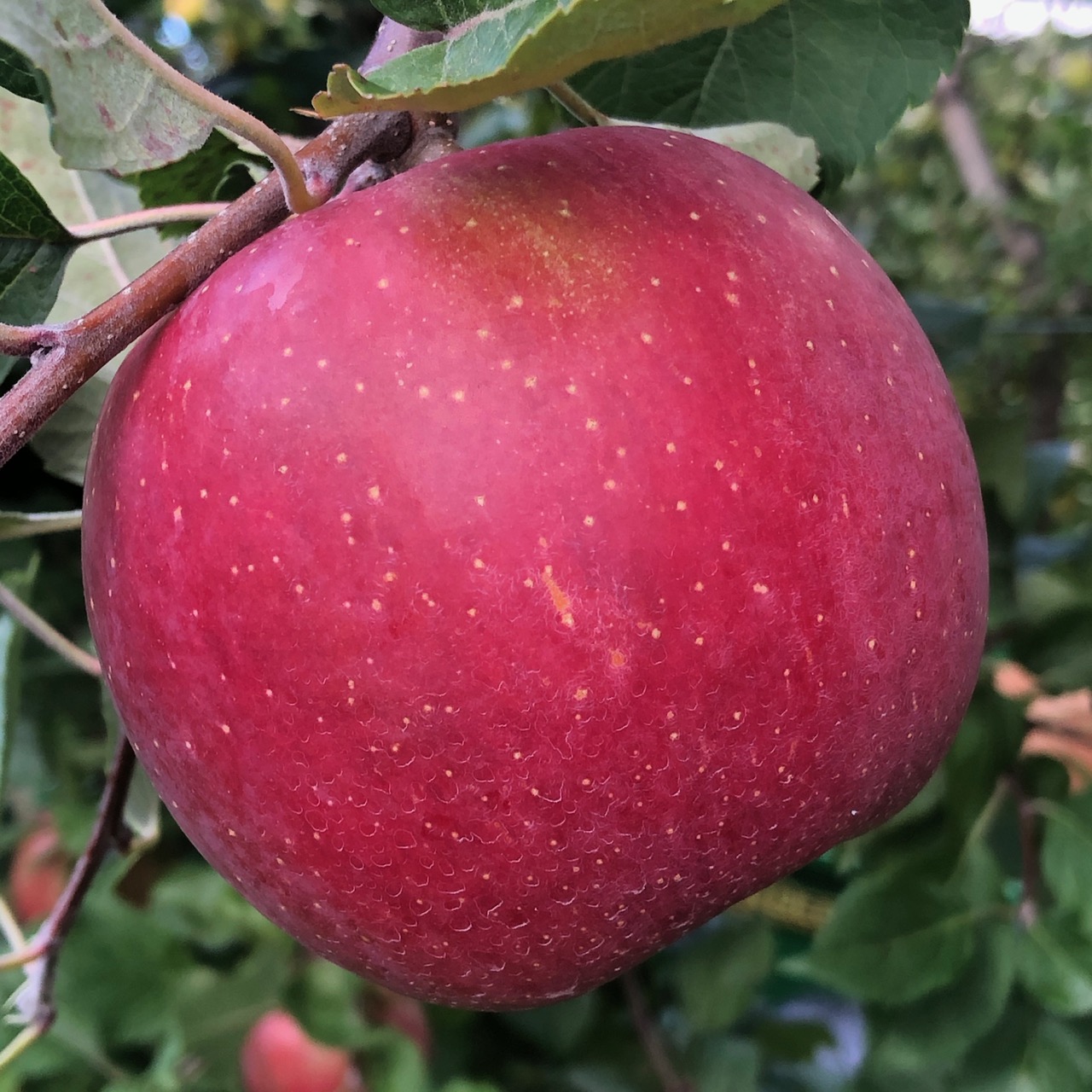 Red Delicious Apple: The Fruit of Knowledge - Arbor Day Blog