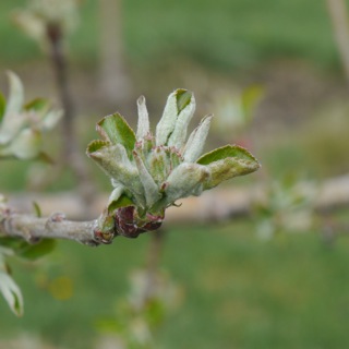 May 5, 2014 Bud Stages | Center for Agriculture, Food, and the Environment