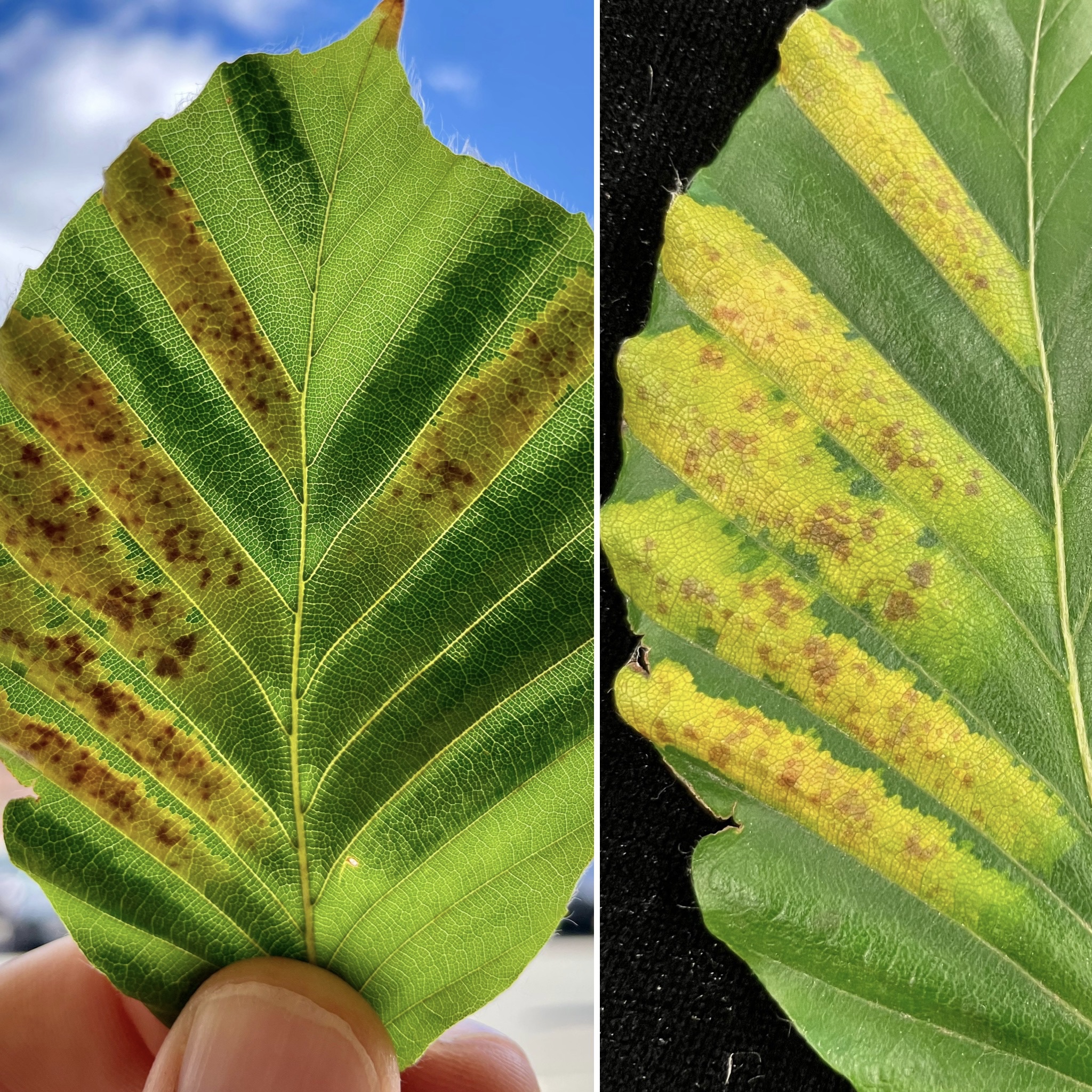 Landscape Beech Leaf Disease Center For Agriculture Food And The 