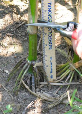Figure 2. Samples should be taken 6 inches from the soil.