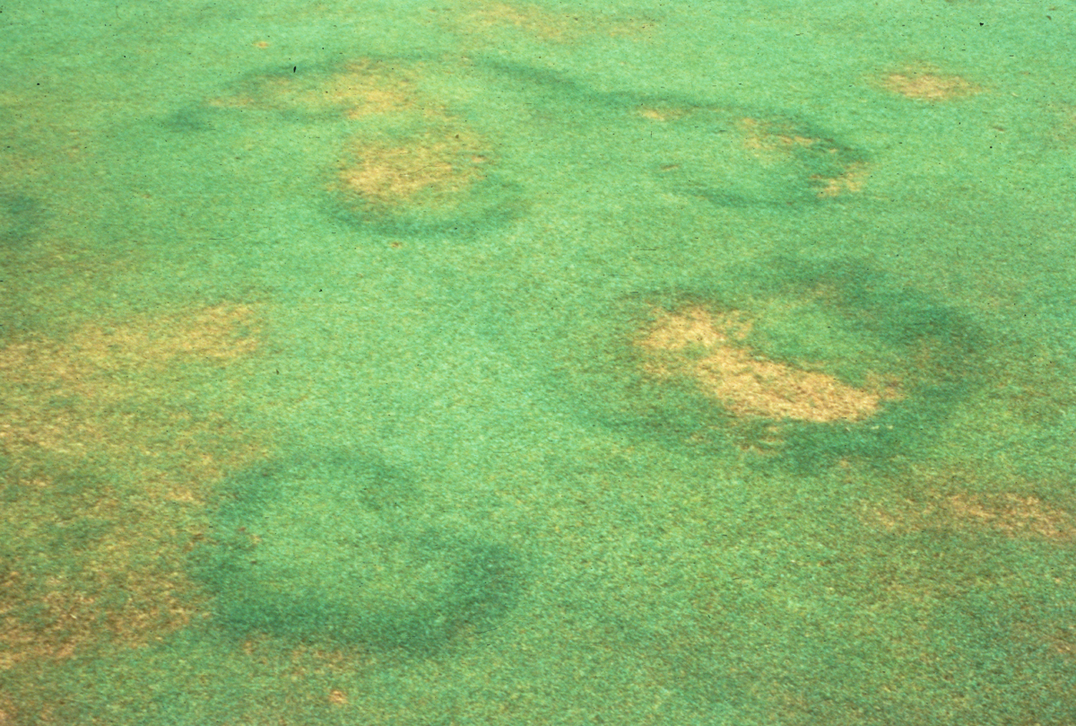 Turf Fairy Ring and Localized Dry Spot UMass Center for Agriculture