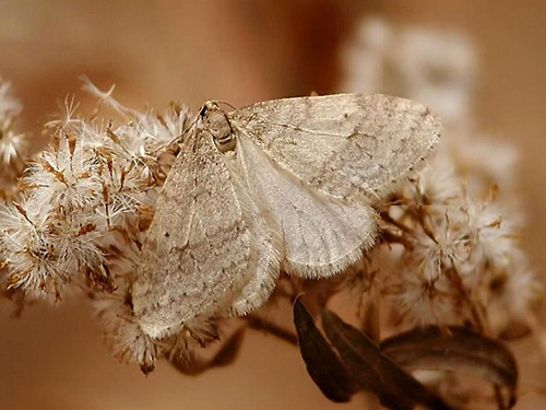 B.C. to spray for invasive spongy moths on Vancouver Island this