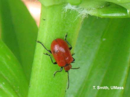 tryllekunstner farvestof Menagerry Greenhouse & Floriculture: Lily Leaf Beetle | Center for Agriculture, Food,  and the Environment at UMass Amherst