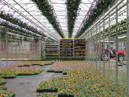 4w*19.7*3h Greenhouse  Gardening Flower Plants Yard HotHouse Tunnel 