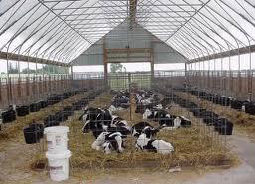Figure 2. Individual calf pens in </br>a greenhouse facility.