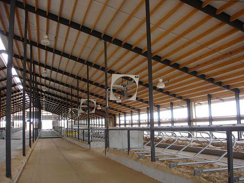 Figure 7. A freestall barn with proper ventilation and fans for air movement.