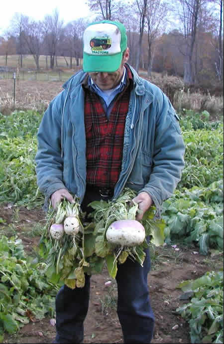 Crops, Dairy, Livestock and Equine: Brassica Fodder Crops for Fall Grazing  | Center for Agriculture, Food, and the Environment at UMass Amherst