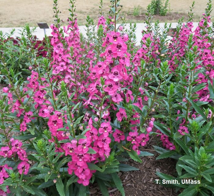 Greenhouse Floriculture Drought Tolerant Annuals And Perennials Center For Agriculture Food And The Environment At Umass Amherst