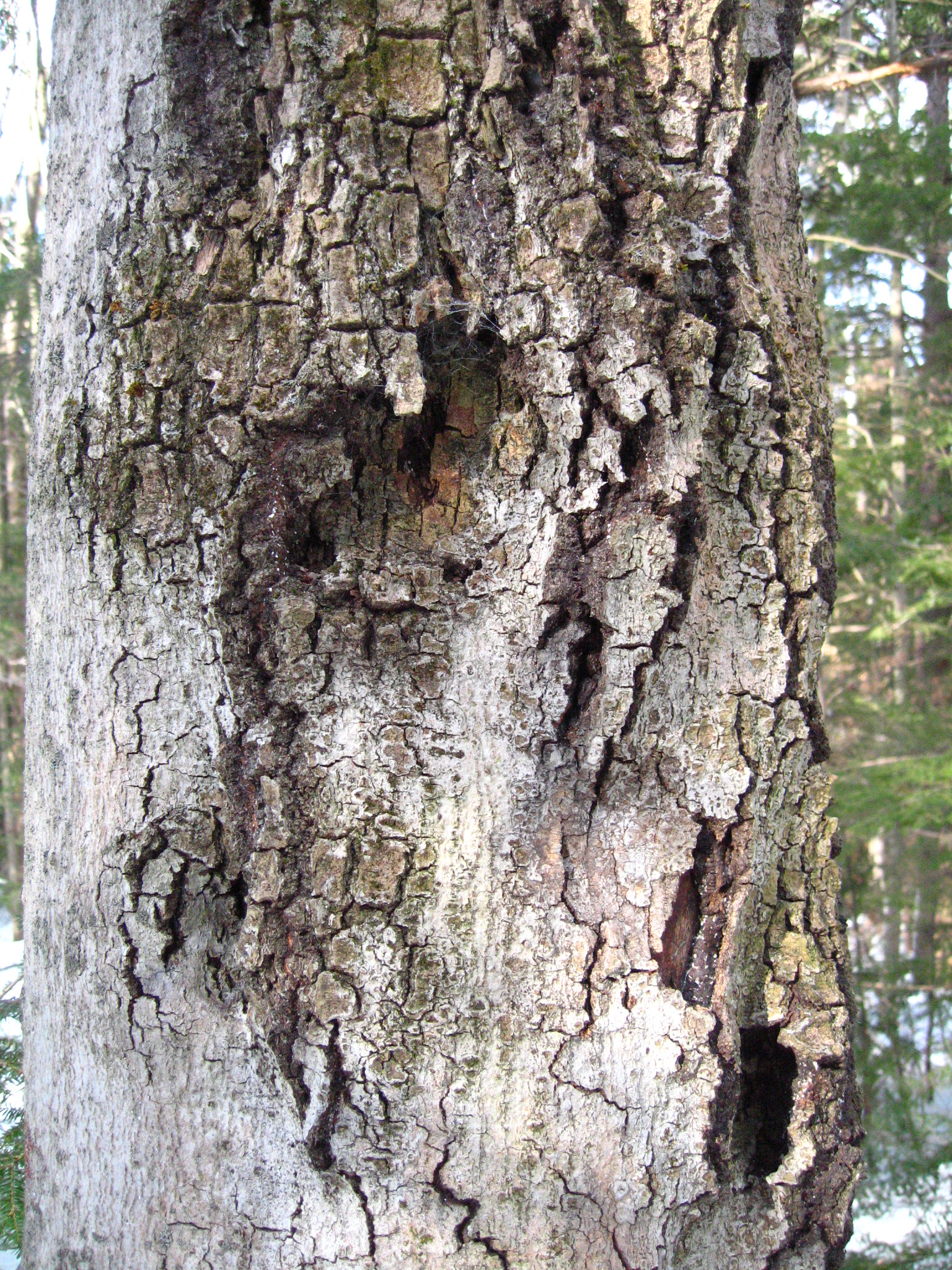 Tree Bark Disease Identification