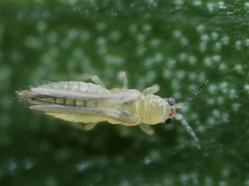 Ten Facts About Thrips