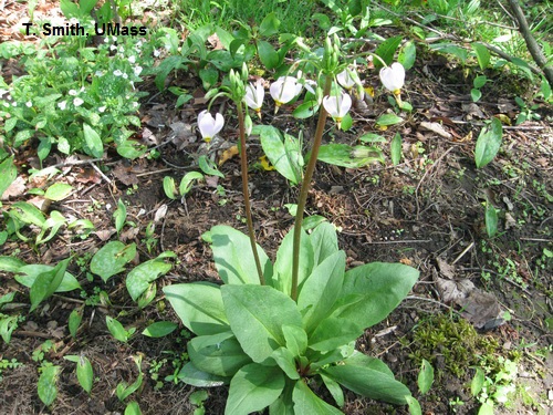 Wildflower facts