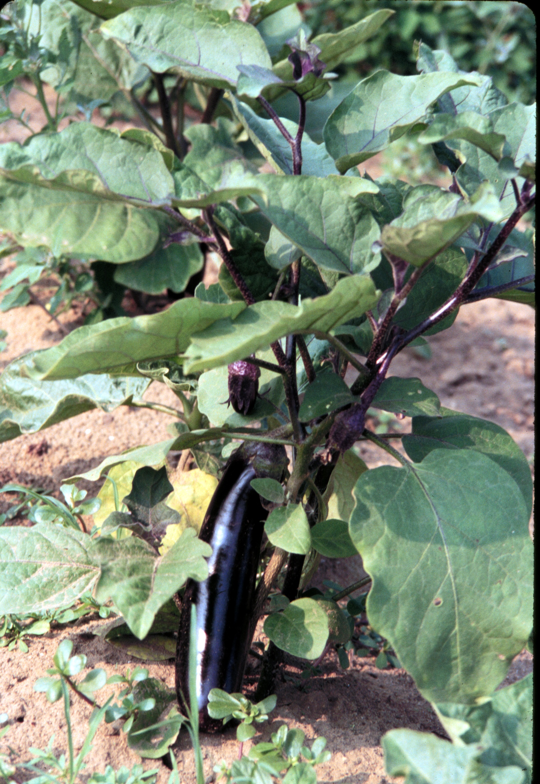 Vegetable: Eggplant | UMass Center for Agriculture, Food and the ...