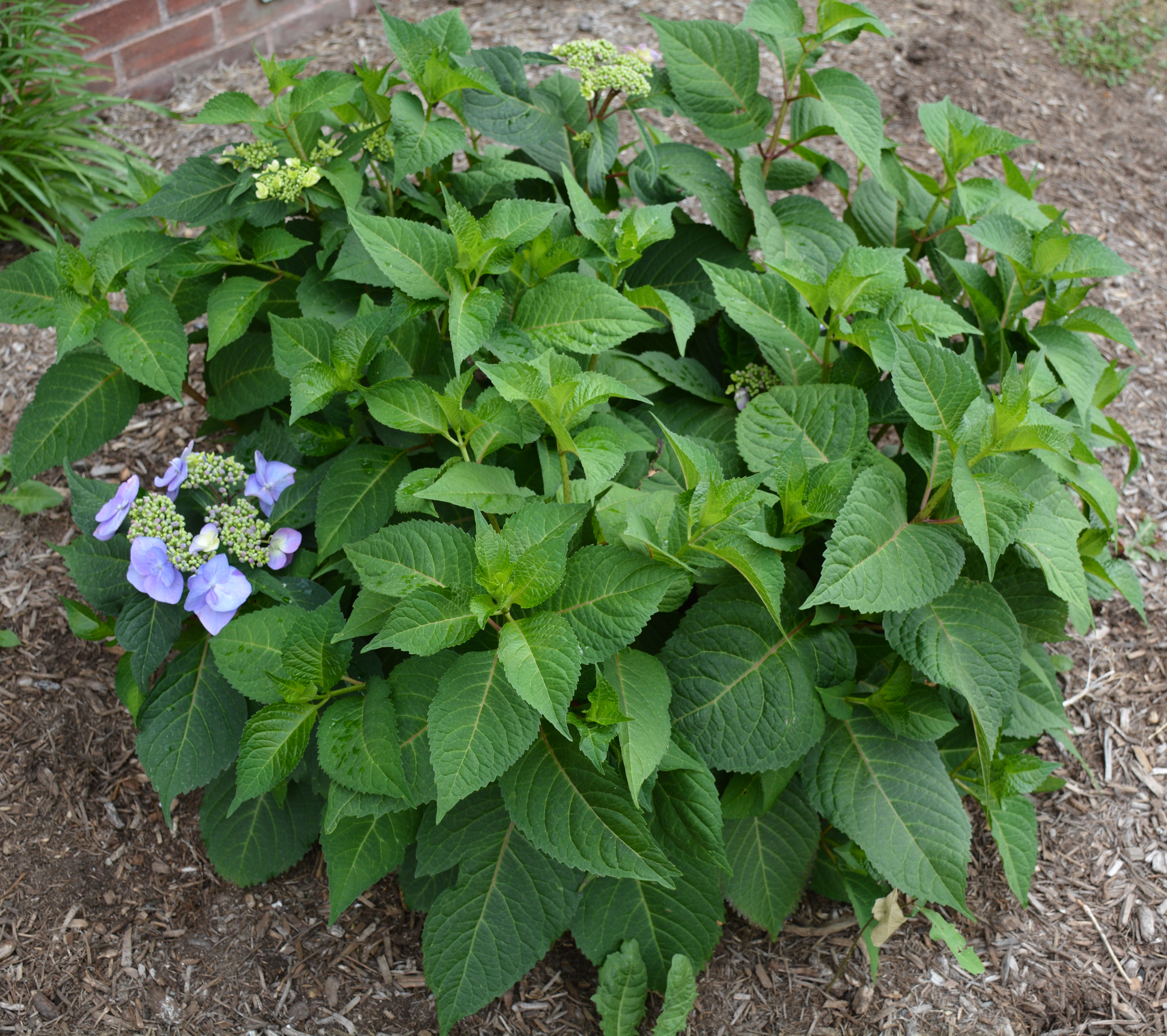 landscape: why hydranagea macrophylla don't flower | center for