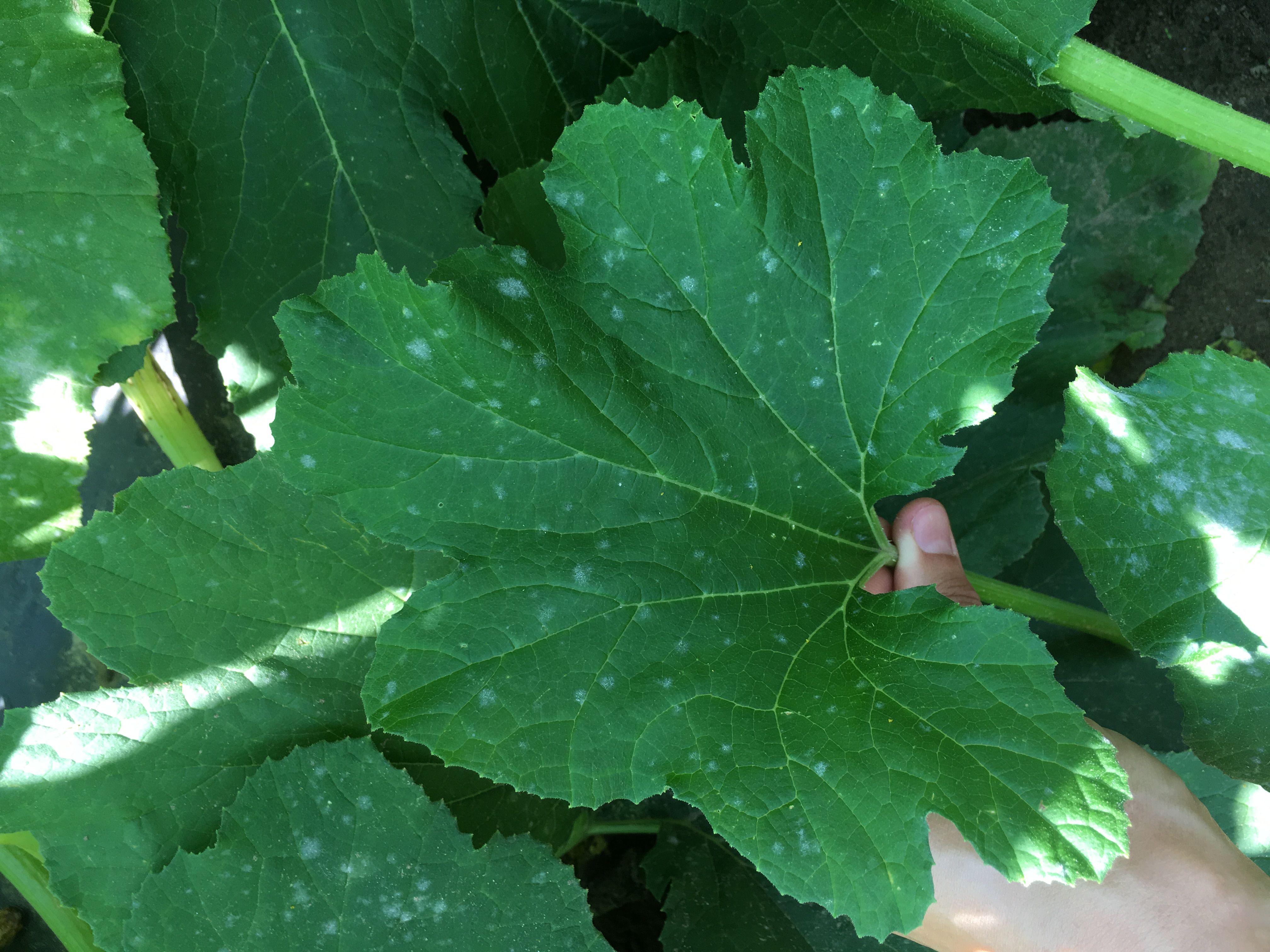 Vegetable Cucurbits Powdery Mildew UMass Center For Agriculture 