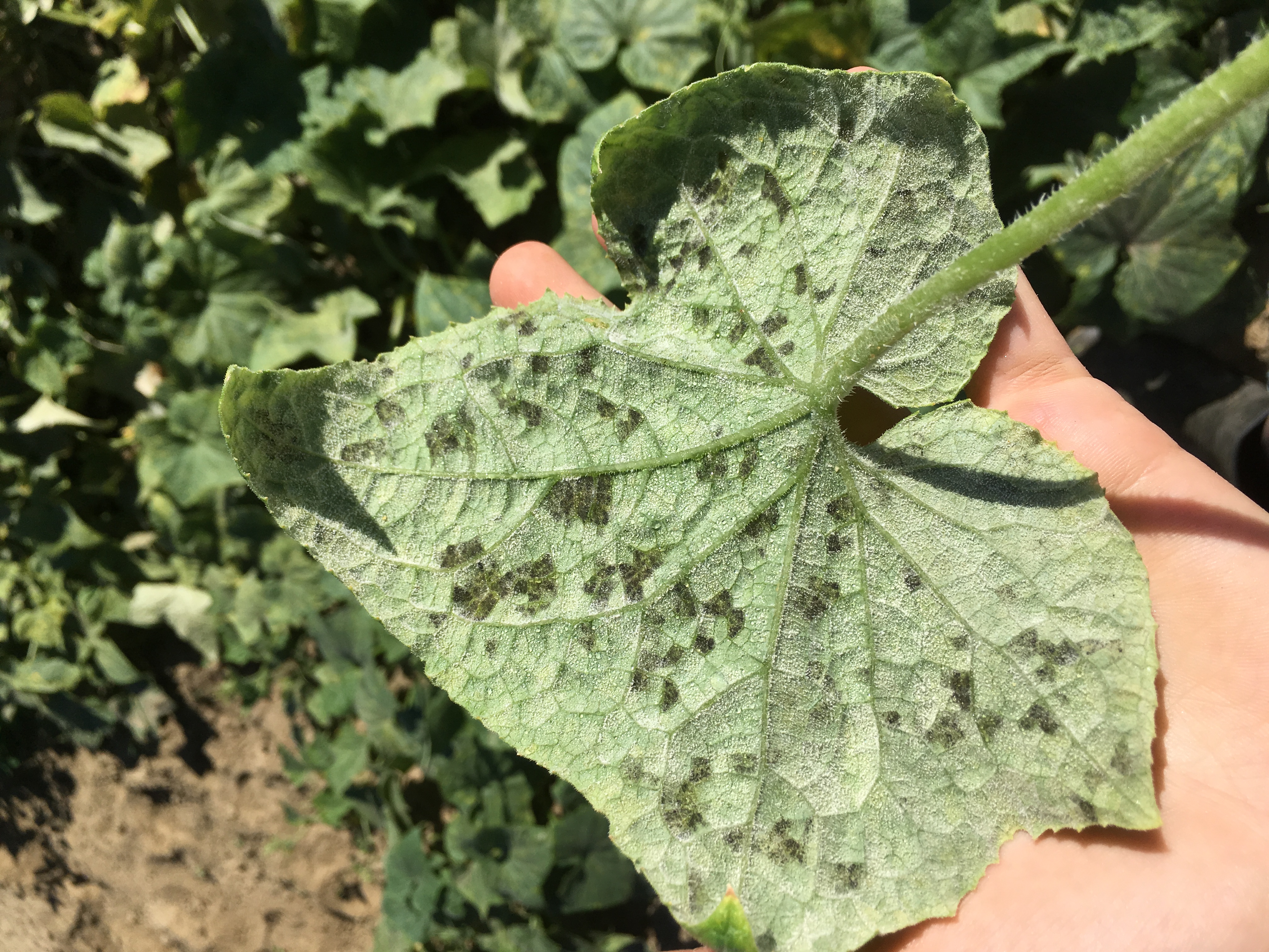 Vegetable Cucurbits Downy Mildew UMass Center For Agriculture Food 