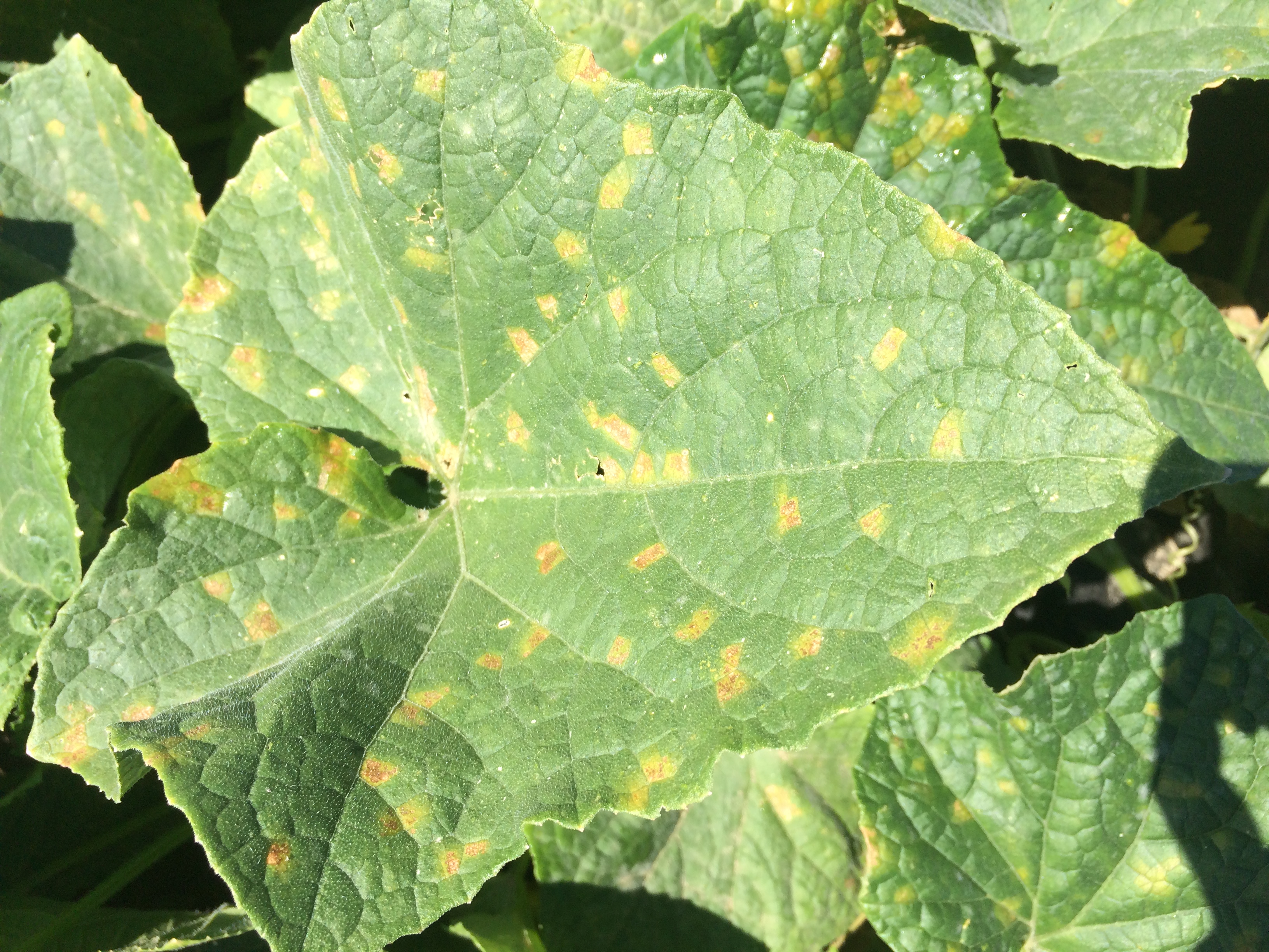 Vegetable Cucurbits Downy Mildew UMass Center For Agriculture Food 