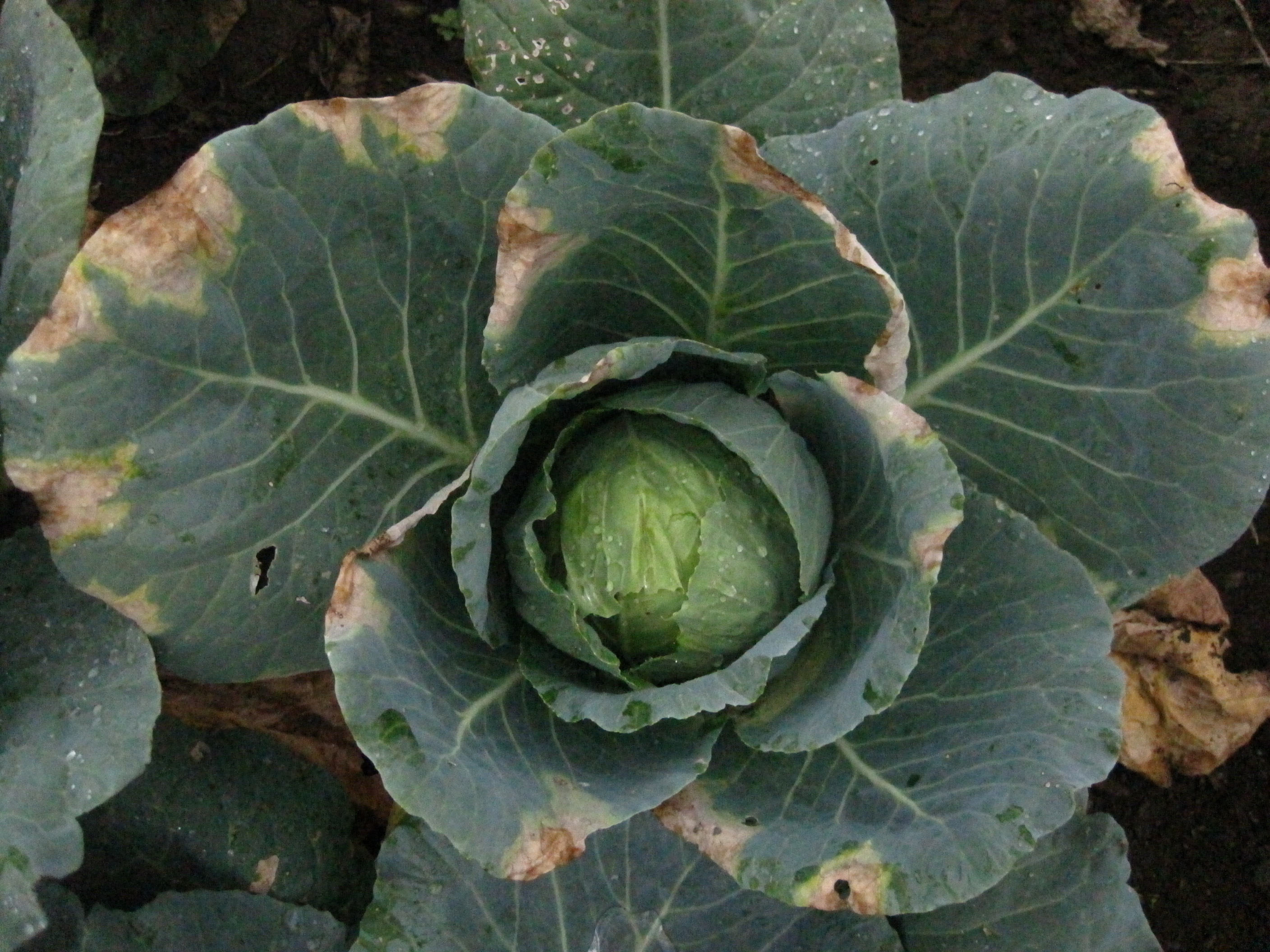 Vegetable Brassicas, Black Rot Center for Agriculture, Food, and the