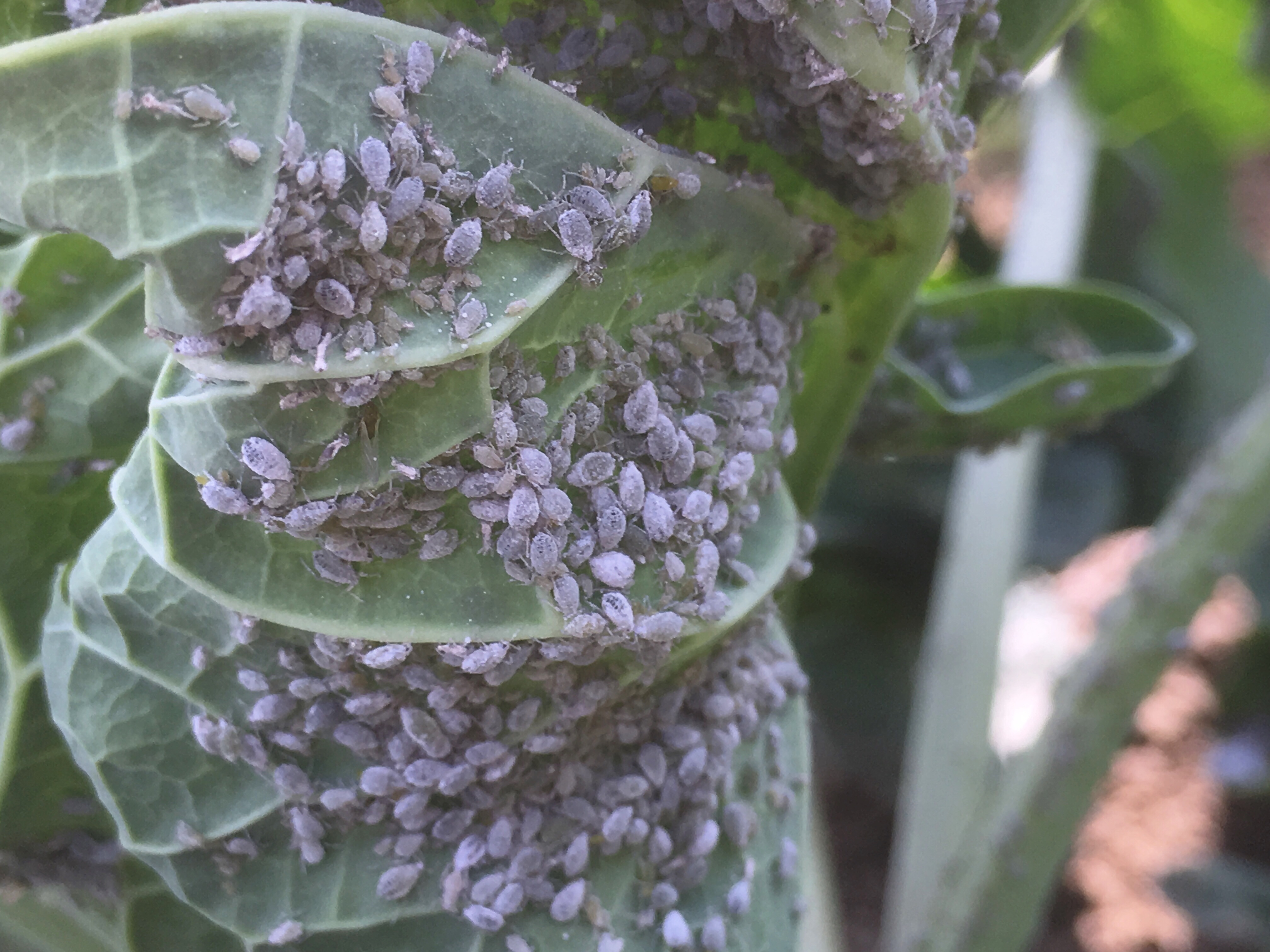 Grey aphids on broccoli