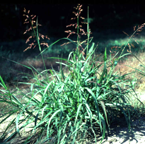 Weekly Weed: Johnsongrass (Sorghum halepense)