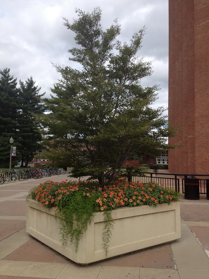 CAFE Selecting Hardy Trees for Containers Center for Agriculture