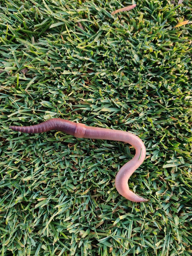 earthworms in grass