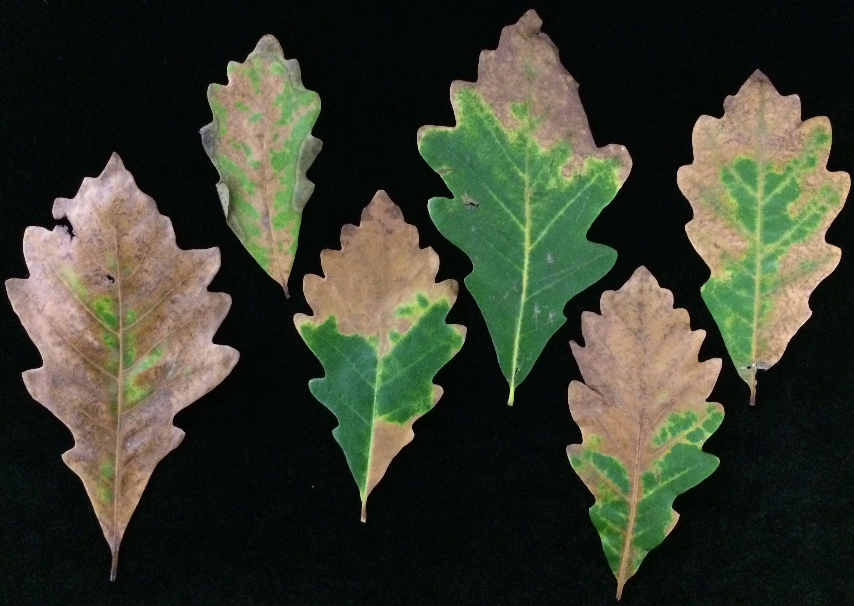 Landscape: Oak Anthracnose | Center for Agriculture, Food, and the