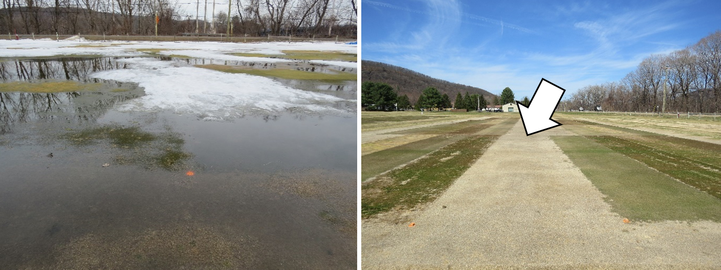 Photo 3. Thawing (left) of the same ice cover shown in Photo 1 followed by winter-kill to perennial ryegrass (right) from freezing stress due to crown hydration.