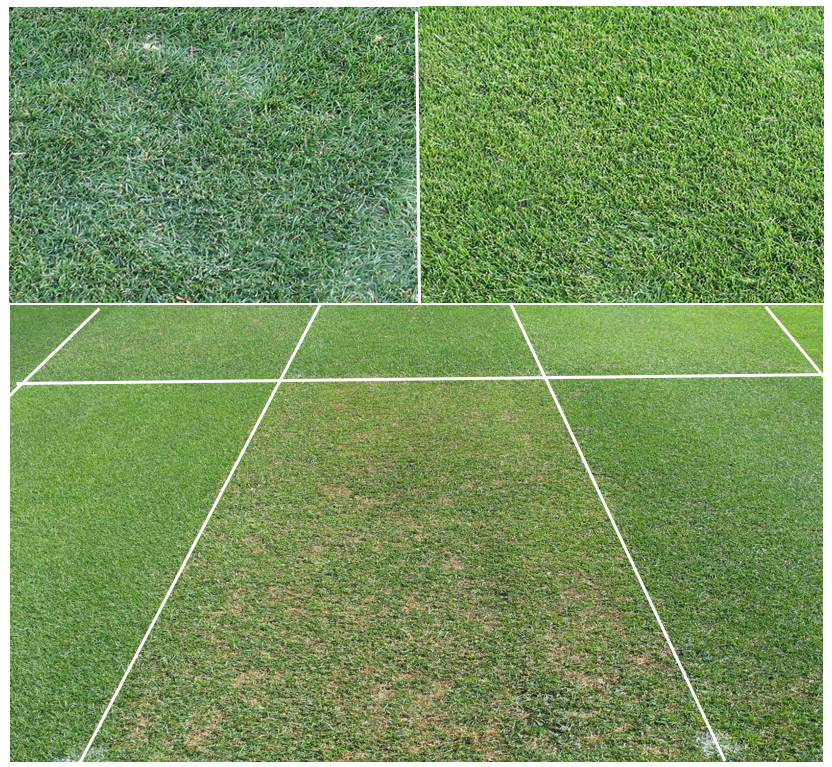 Photo 3. NTEP publishes all aspects of turf quality including genetic color differences (upper panel) among cultivars as well as differences between cultivars in turf density (lower panel).