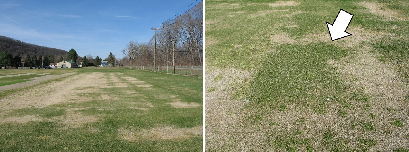 Photo 4. Results from winter-kill in 2014 caused by low temperature on a NTEP perennial ryegrass test (left) with survival from cold hardier cultivars (right). Troll Turf Research & Education Center, South Deerfield, MA. 