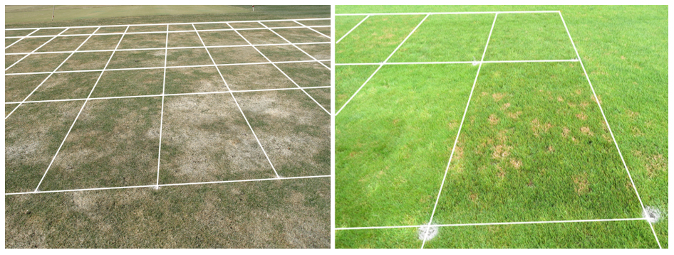 Photo 5. Disease distribution on perennial ryegrass NTEP plots (Typhula blight, gray snow mold, left) and red thread (right) on NTEP fine fescue turf plots. 