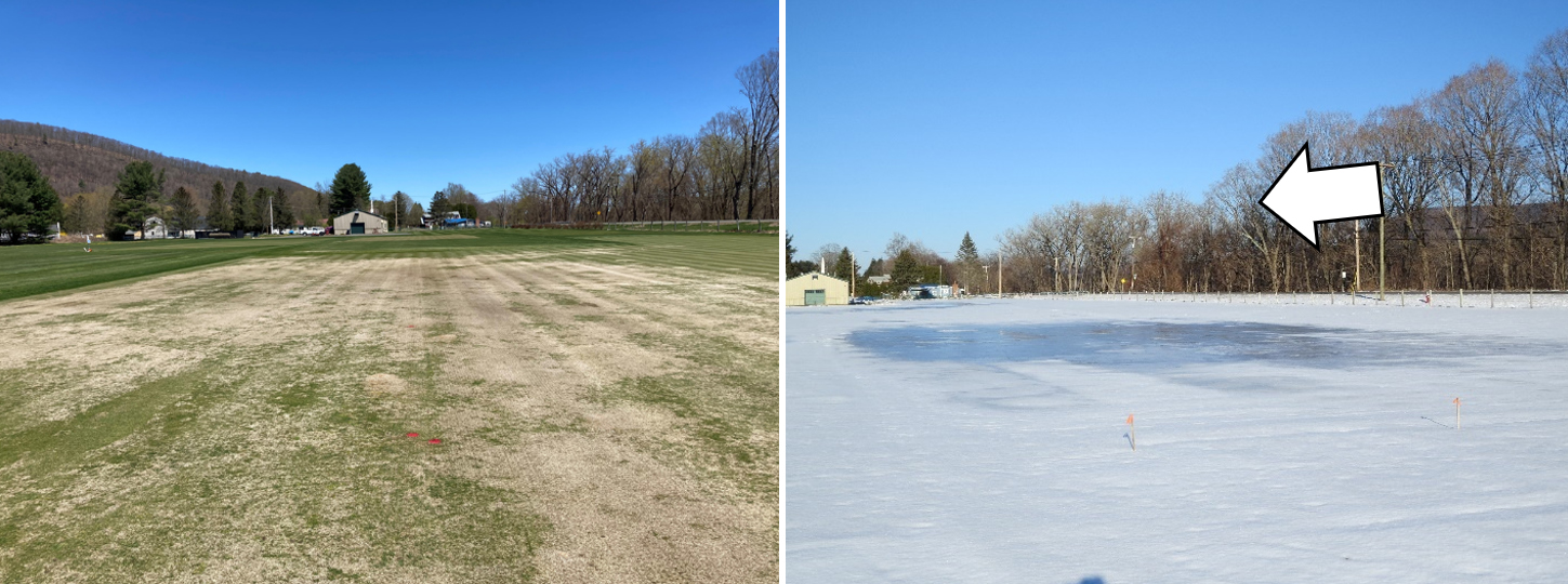Photo 8. Winter kill on cold sensitive perennial ryegrass (left) caused by the direction of surface drainage (arrow to the right) resulting in crown hydration, direct low temperature kill and prolong ice encasement leading to suffocation injury (see also photos 2 and 5).