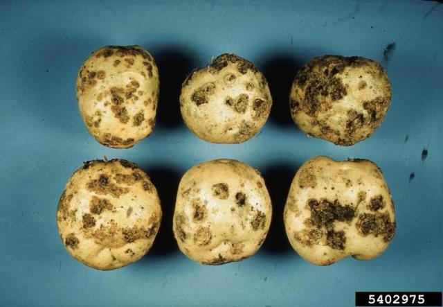 Potato Defects Chart