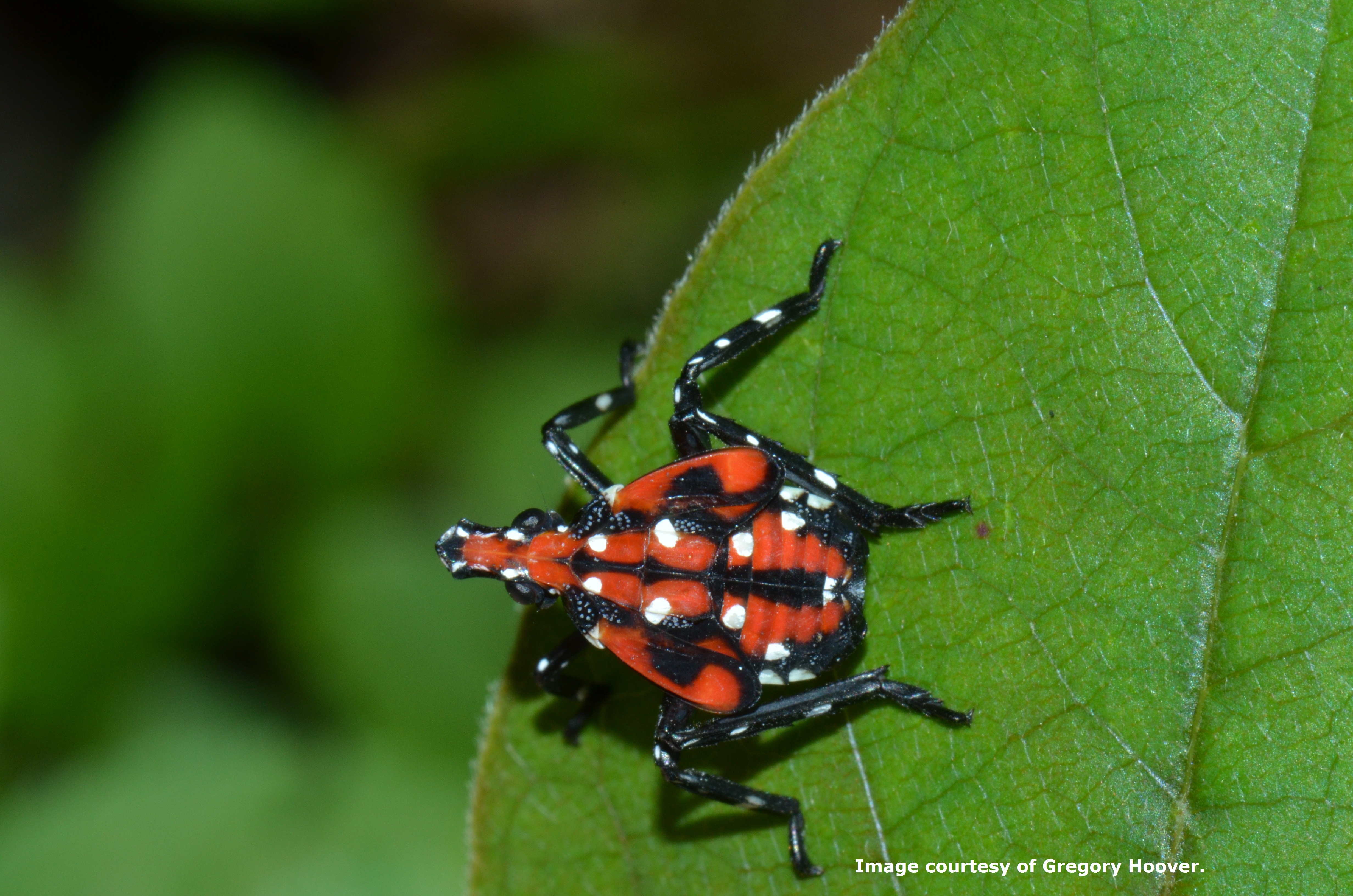 image of small black bug with red stripes