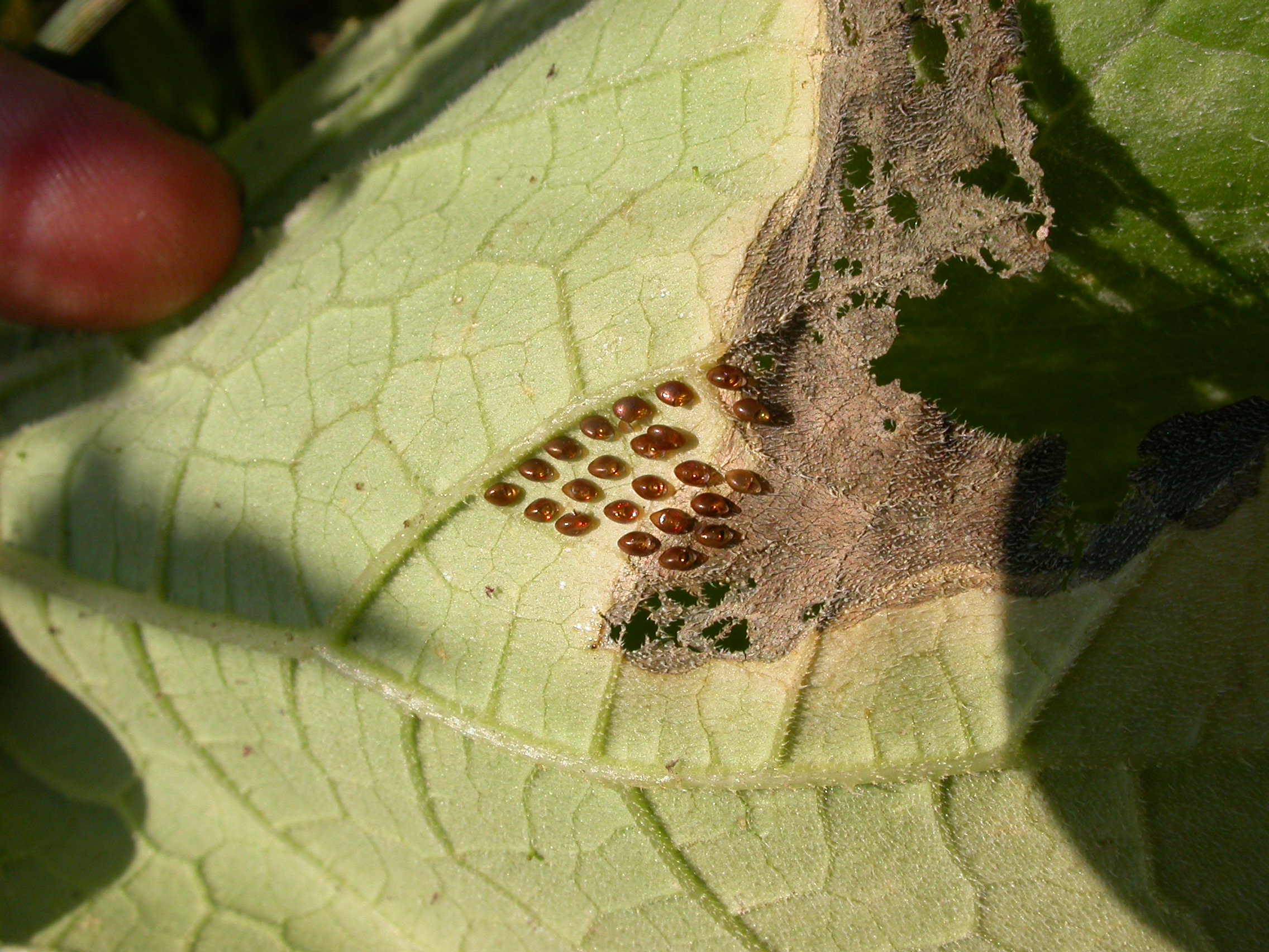 Vegetable: Squash Bug | UMass Center for Agriculture, Food and the