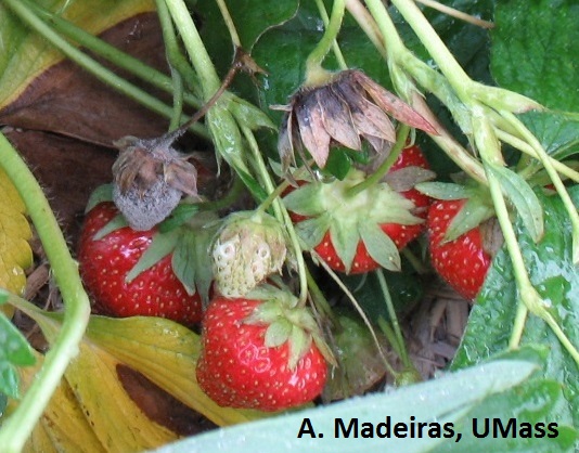Fruit: Strawberry IPM- Gray Mold  Center for Agriculture, Food, and the  Environment at UMass Amherst