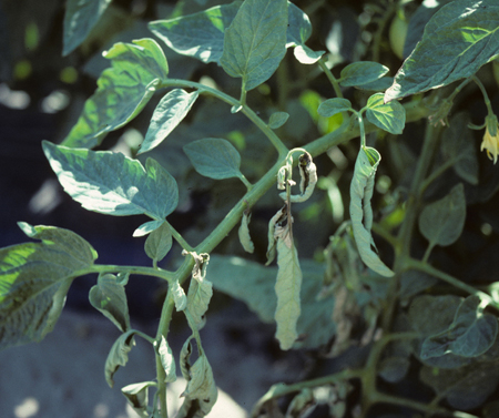 Solanaceous, Bacterial Canker | Center for Agriculture, Food and the ...