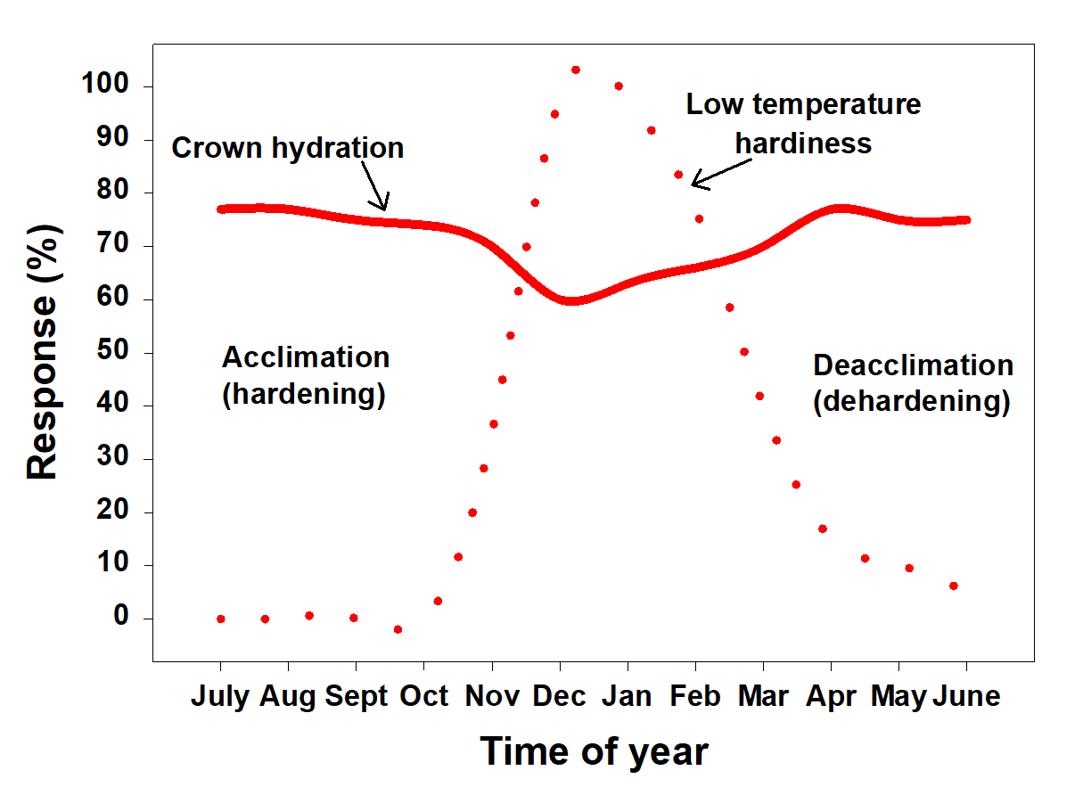 Figure 6. Graphical representation of acclimation and deacclimation in relationship to cold hardiness and crown hydration (adapted from Beard, 1973).