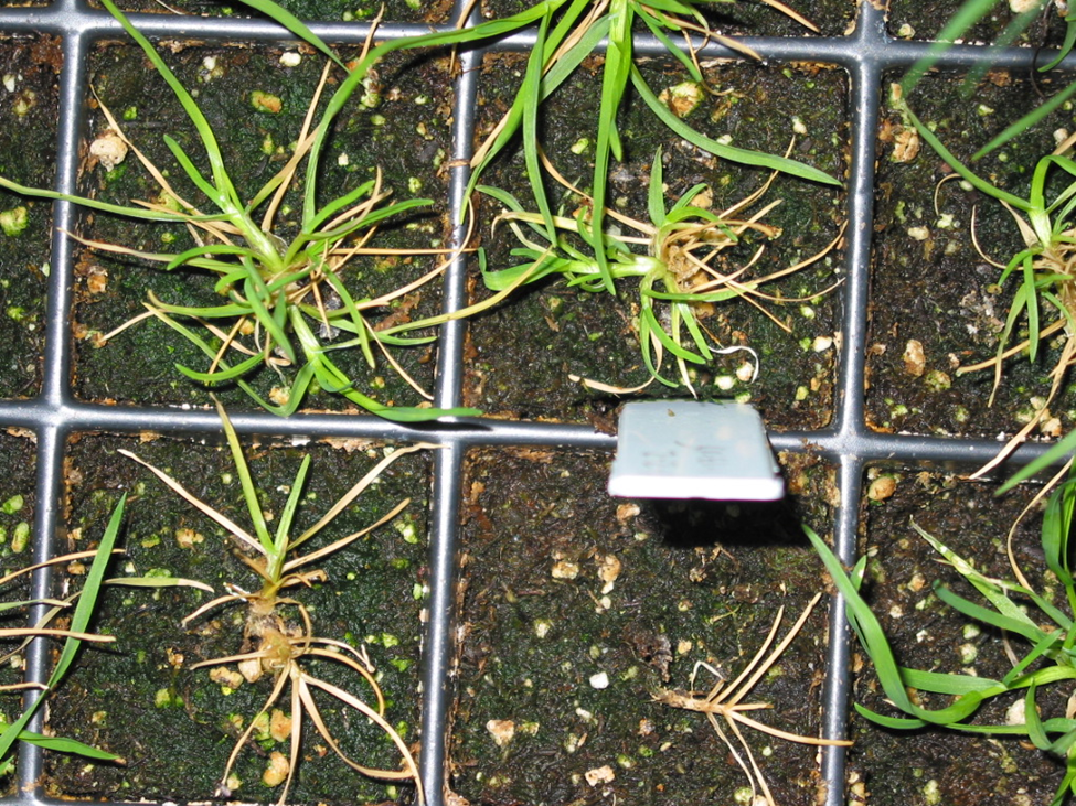 Photo 7. Grow-out test and assessment of annual bluegrass survival from winter-kill taken from suspect areas. 