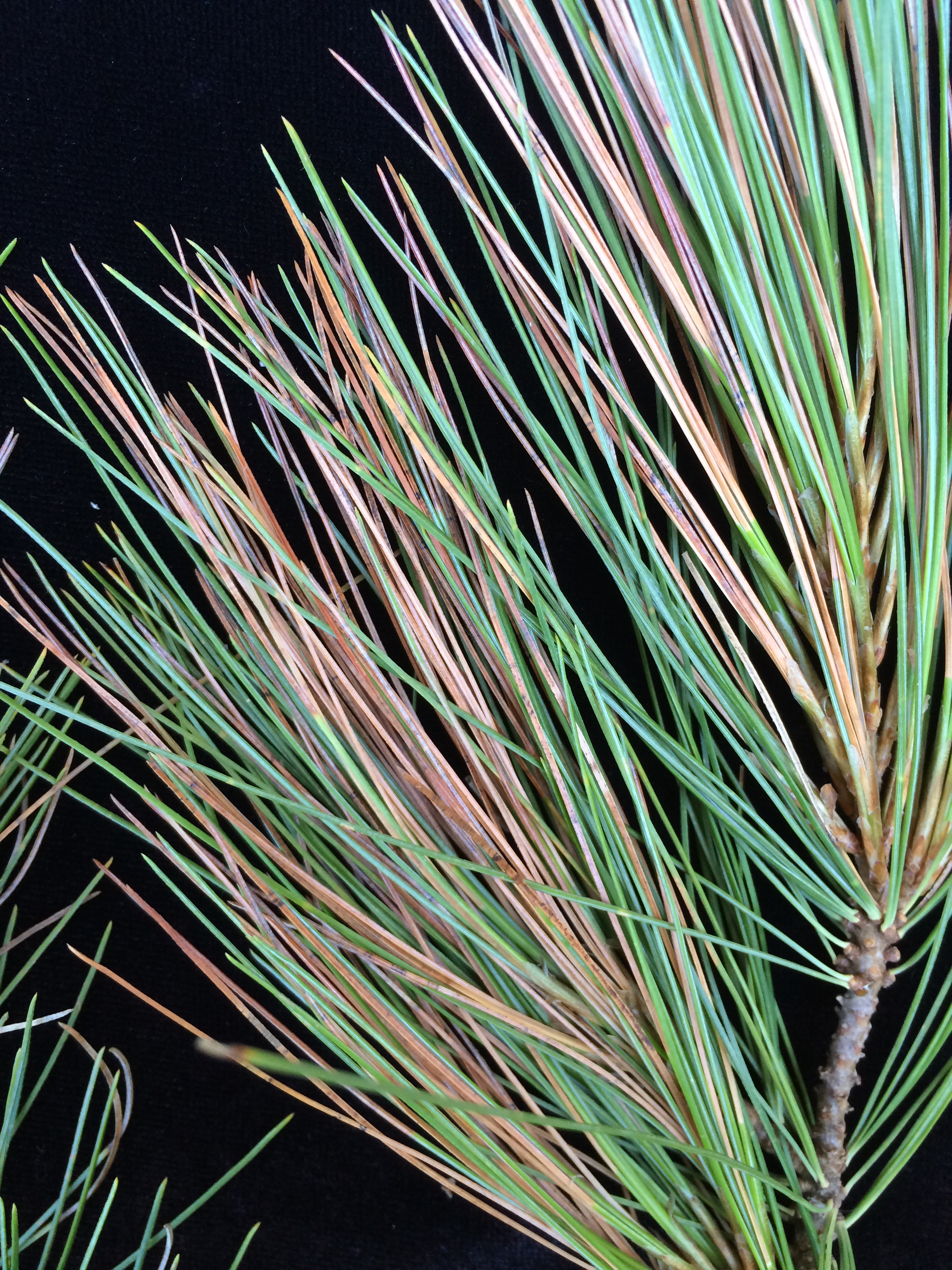 landscape-dieback-of-eastern-white-pine-center-for-agriculture-food