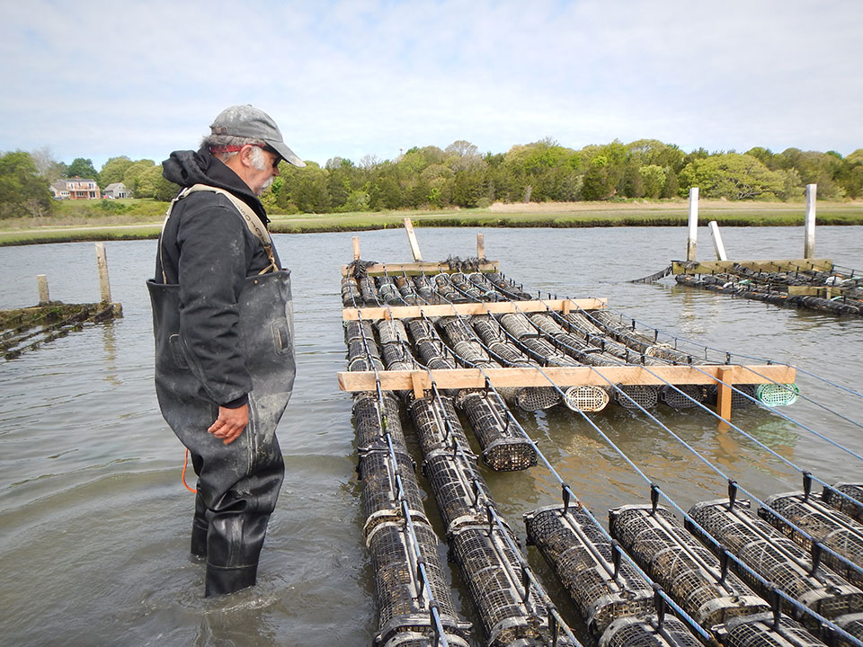 Shellfish aquaculture: an important industry on the Cape