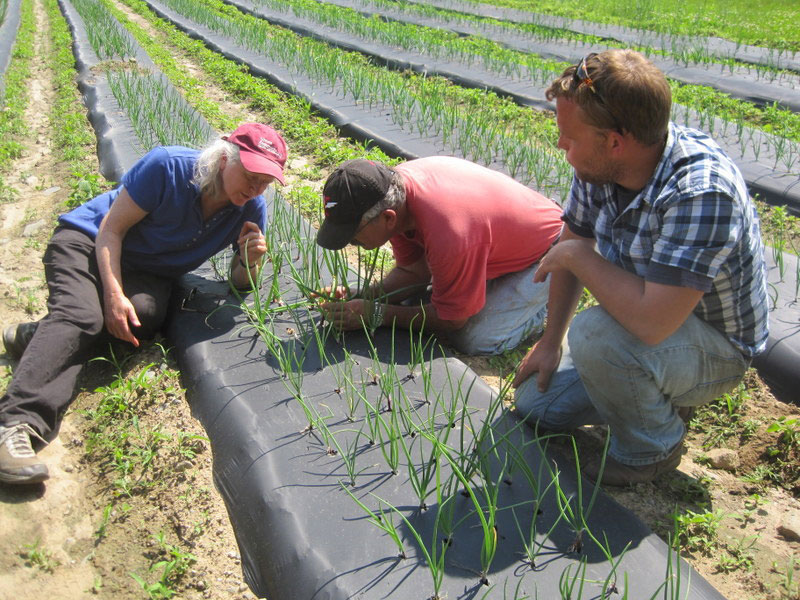 Scouting for pests in onion crop